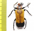 Meloidae sp.  Togo - INSECTS-STORE.RU