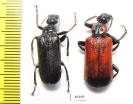 Meloidae sp.  Togo - INSECTS-STORE.RU