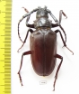 Opisognathus forficatus, male  Morocco 56mm - INSECTS-STORE.RU