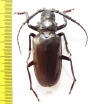 Opisognathus forficatus, male  Morocco 56mm - INSECTS-STORE.RU