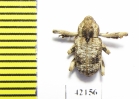 Curculionidae sp.  South Africa Rep. - INSECTS-STORE.RU
