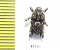 Curculionidae sp.  South Africa Rep. - INSECTS-STORE.RU