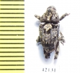 Curculionidae sp.  South Africa Rep. - INSECTS-STORE.RU