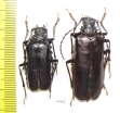 Prionus corpulentus, pair  Pakistan 33/42mm - INSECTS-STORE.RU