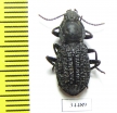 Tenebrionidae sp.  Australia - INSECTS-STORE.RU