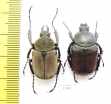 Dicronocephalus yui yui, pair  Taiwan - INSECTS-STORE.RU