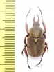 Dicronocephalus uenoi uenoi  Taiwan - INSECTS-STORE.RU