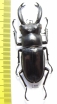 Hexarthrius buqueti  Indonesia, Java  61mm - INSECTS-STORE.RU