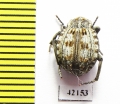 Tenebrionidae sp.  South Africa Rep. - INSECTS-STORE.RU