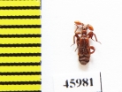 Paussinae, Paussus favieri  Spain - INSECTS-STORE.RU