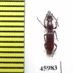 Amorphocephala coronata  Spain - INSECTS-STORE.RU