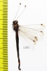 Ascalaphidae sp.  Sierra Leone - INSECTS-STORE.RU