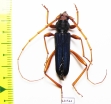 Cerambycidae sp.  Tanzania - INSECTS-STORE.RU
