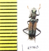 Cleridae sp.  Australia - INSECTS-STORE.RU