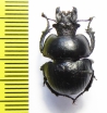 Lethrus tekkensis, male  Turkmenistan - INSECTS-STORE.RU