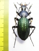 Carabus (Apotomopterus) davidis?  China, Jiangxi prov. - INSECTS-STORE.RU