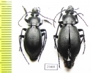 Carabus (Pachycarabus) koenigi, pair  Russia, Karachaevo-Cherkessia reg. - INSECTS-STORE.RU