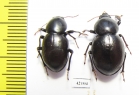 Tenebrionidae sp., pair  South Africa Rep. - INSECTS-STORE.RU