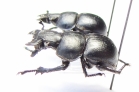 Lethrus crassus, pair  Uzbekistan - INSECTS-STORE.RU