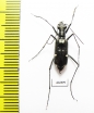 Oxygonia sp., male  Ecuador - INSECTS-STORE.RU