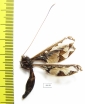 Ascalaphidae sp.  Zimbabwe - INSECTS-STORE.RU