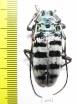 Anoplophora amoena  Malaysia - INSECTS-STORE.RU