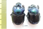 Diastellopalpus thomsoni, pair  Tanzania - INSECTS-STORE.RU