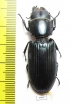 Trogossitidae sp.  Ecuador  47mm - INSECTS-STORE.RU
