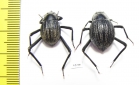 Onymacris sp., pair  Namibia - INSECTS-STORE.RU