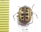 Tenebrionidae sp.  South Africa Rep. - INSECTS-STORE.RU