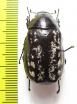 Melolonthinae sp.  Indonesia, Tanimbar - INSECTS-STORE.RU