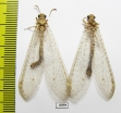 Myrmeleontidae sp.  Tajikistan - INSECTS-STORE.RU