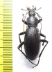 Carabus (Deroplectes) dokhtouroffi  Tajikistan - INSECTS-STORE.RU
