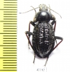 Tenebrionidae sp.  South Africa Rep. - INSECTS-STORE.RU