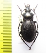 Carabus (Semnocarabus) erosus ssp.  Kirgizstan - INSECTS-STORE.RU