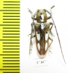 Prosopocera sp.  South Africa Rep. - INSECTS-STORE.RU