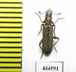 Cleridae sp.  Australia - INSECTS-STORE.RU