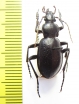 Carabus (Ulocarabus) stschurowskii  Tajikistan - INSECTS-STORE.RU