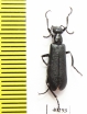 Meloidae sp.  Mexico - INSECTS-STORE.RU