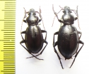 Carabus (Ulocarabus) stschurowskii, pair  Tajikistan - INSECTS-STORE.RU