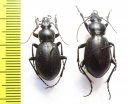Carabus (Ulocarabus) stschurowskii, pair  Tajikistan - INSECTS-STORE.RU