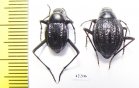 Tenebrionidae sp., pair  South Africa Rep. - INSECTS-STORE.RU