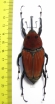 Macrochirus praetor, female  Malaysia 70/79mm - INSECTS-STORE.RU