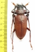Dorysthenes granulosus  Thailand 60mm - INSECTS-STORE.RU