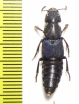 Staphylinidae sp.  Kenya - INSECTS-STORE.RU