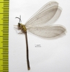 Myrmeleontidae sp.  Zambia - INSECTS-STORE.RU