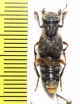 Staphylinidae sp.  Ecuador - INSECTS-STORE.RU