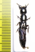Staphylinidae sp.  Zimbabwe - INSECTS-STORE.RU