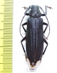 Prioninae sp.  South Africa Rep. - INSECTS-STORE.RU
