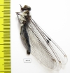 Ascalaphidae sp.  Taiwan - INSECTS-STORE.RU